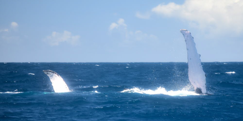 www.whale-watching-bahia.com