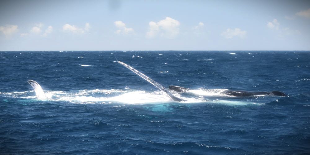 www.whale-watching-bahia.com