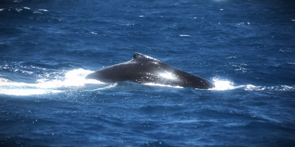 www.whale-watching-bahia.com