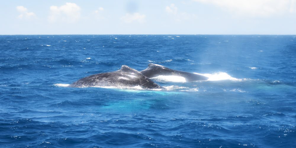 www.whale-watching-bahia.com