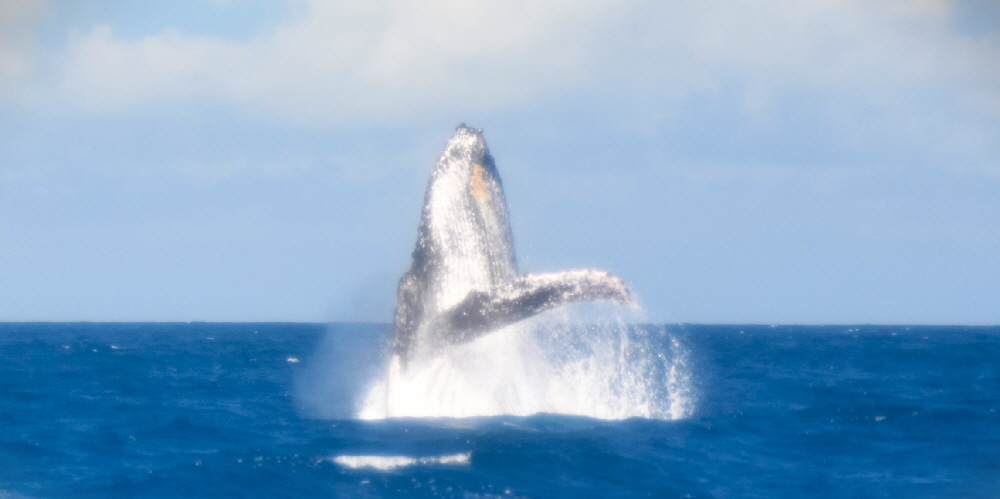 www.whale-watching-bahia.com