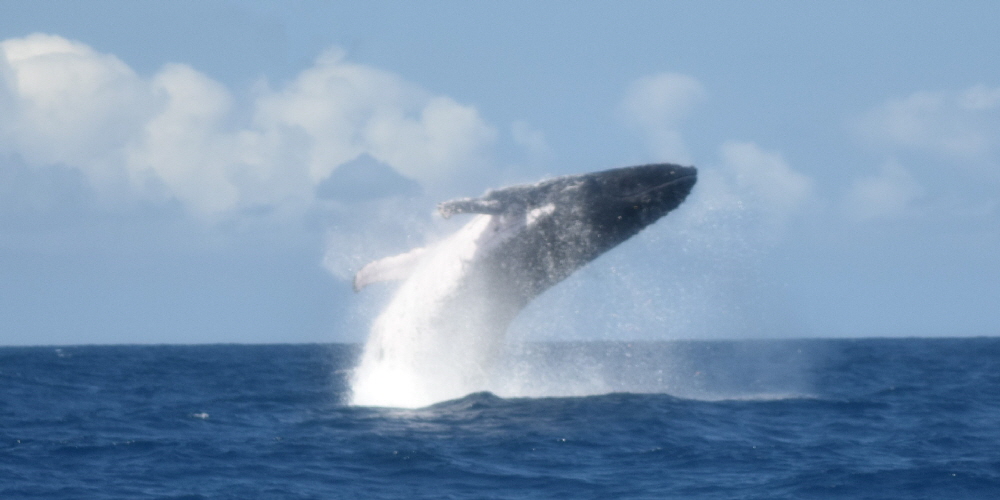 www.whale-watching-bahia.com