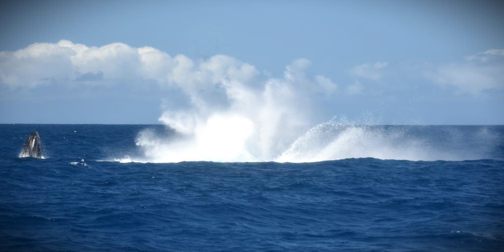 www.whale-watching-bahia.com