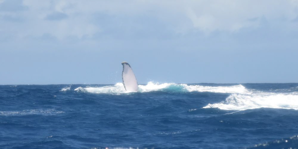 www.whale-watching-bahia.com