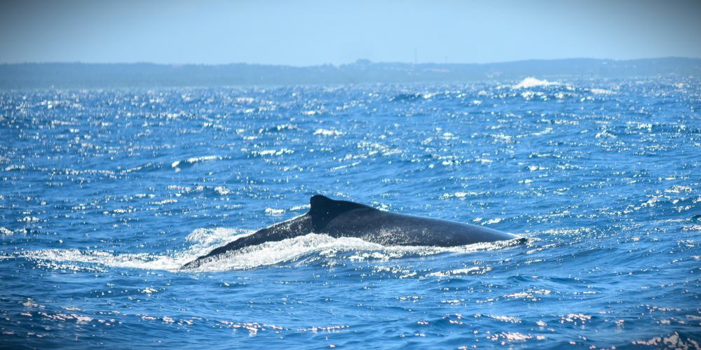 www.whale-watching-bahia.com