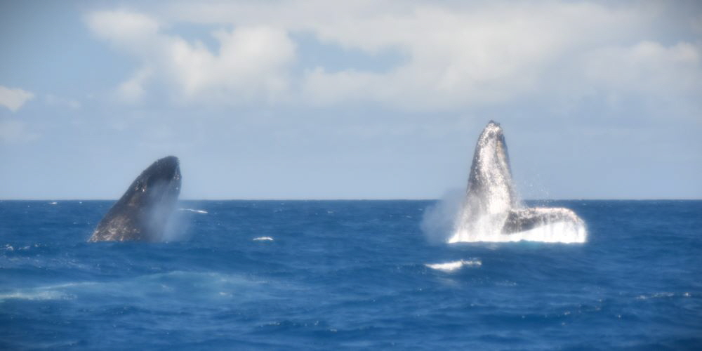 www.whale-watching-bahia.com