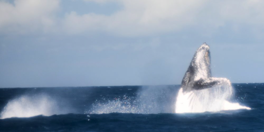 www.whale-watching-bahia.com