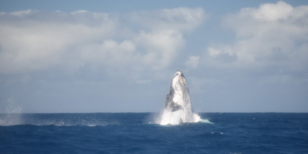 www.whale-watching-bahia.com