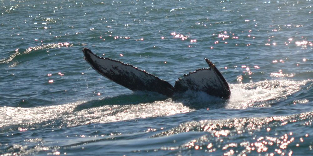Observação de baleias en Salvador da Bahia, Praia do Forte