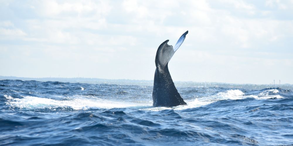 whale-watching-bahia