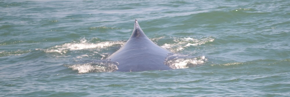 Wale beobachten in Salvador da Bahia Praia do Forte