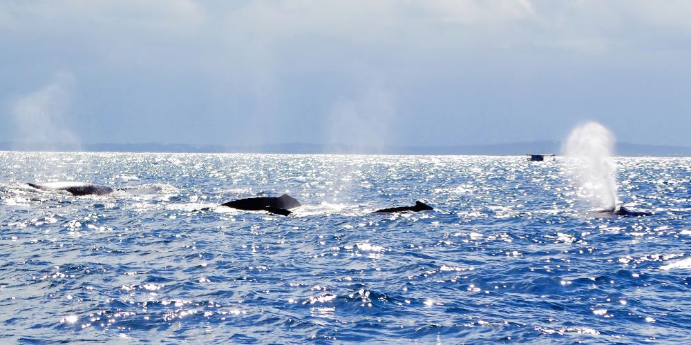 Whale watching in Salvador da Bahia Praia do Forte