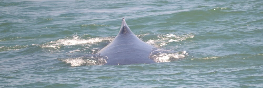 Whale watching in Salvador da Bahia Praia do Forte