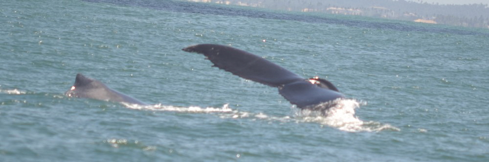 Observação de baleias en Salvador da Bahia, Praia do Forte