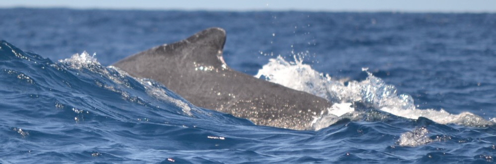 Whale watching in Salvador da Bahia Praia do Forte